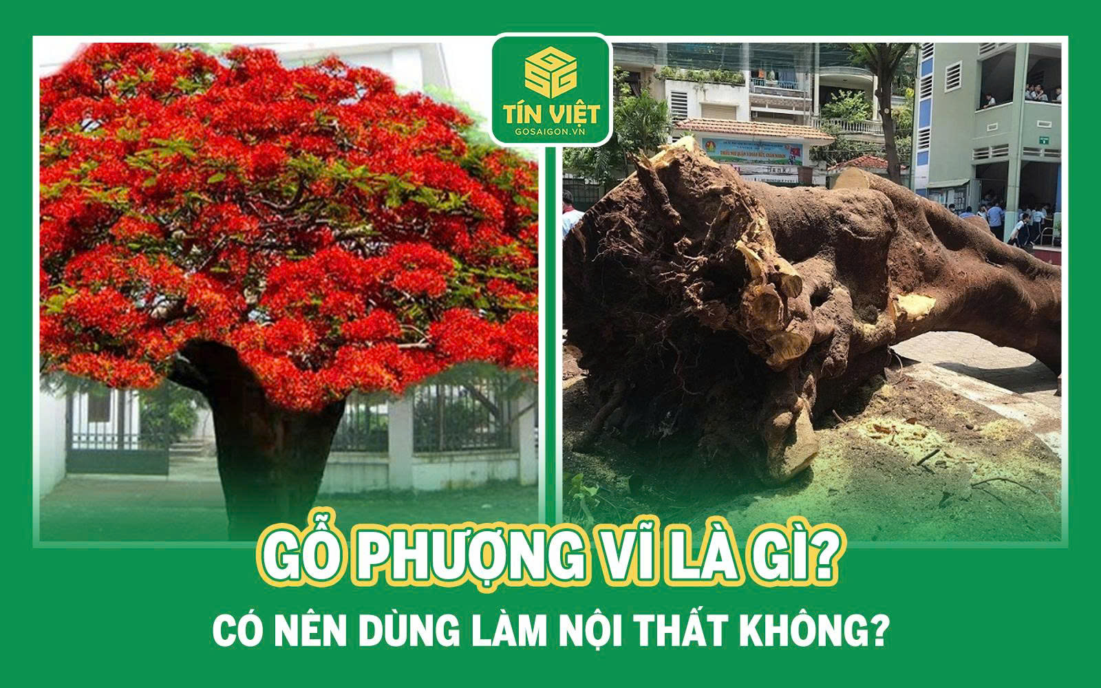 Gỗ Phượng Vĩ Là Gì? Có Nên Dùng Làm Nội Thất Không?