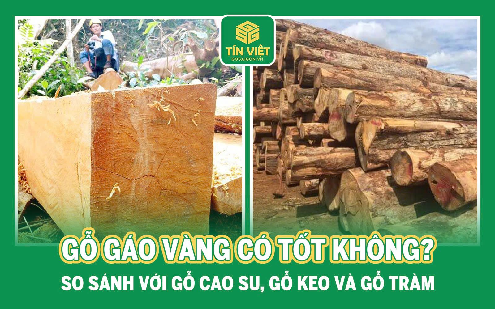 Gỗ gáo vàng