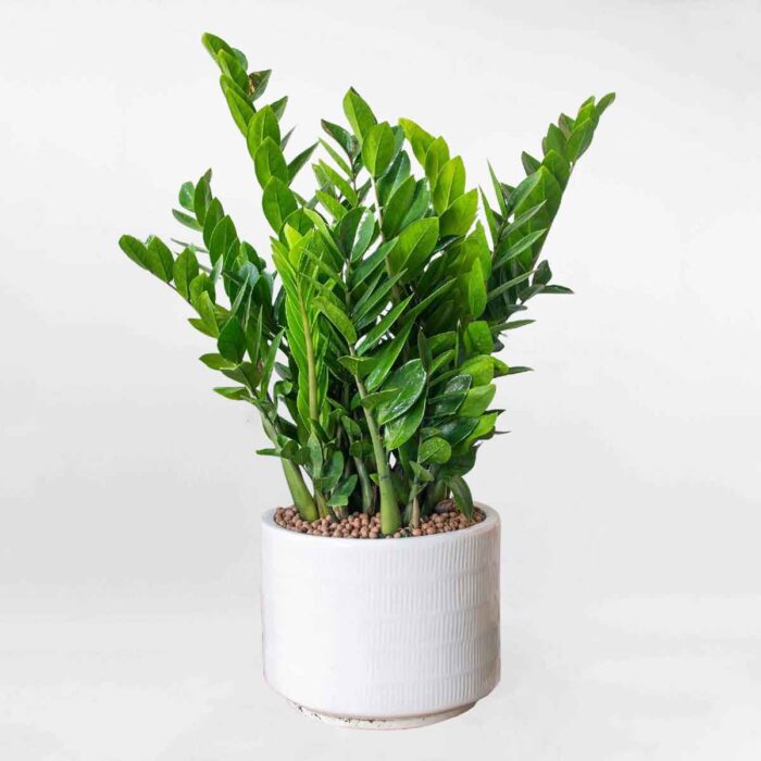 cây cảnh trong nhà