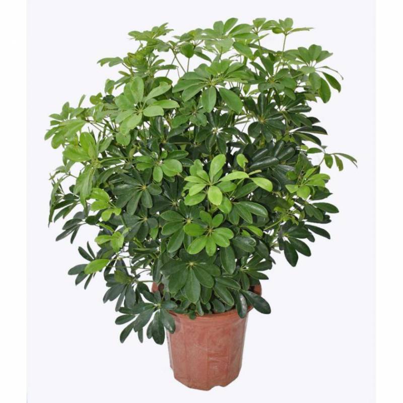 cây cảnh trong nhà