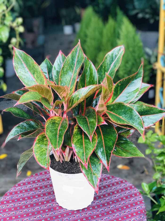 cây cảnh trong nhà