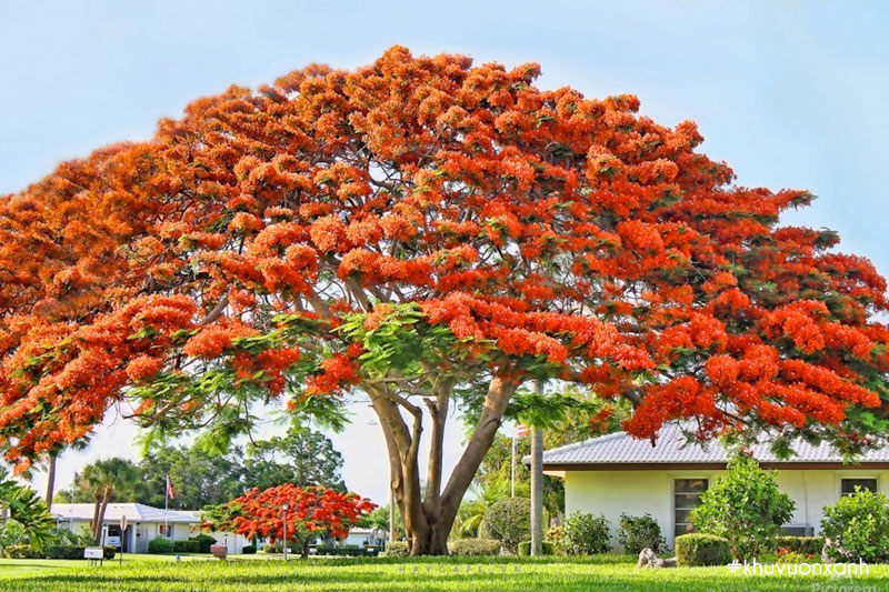 gỗ phượng vĩ