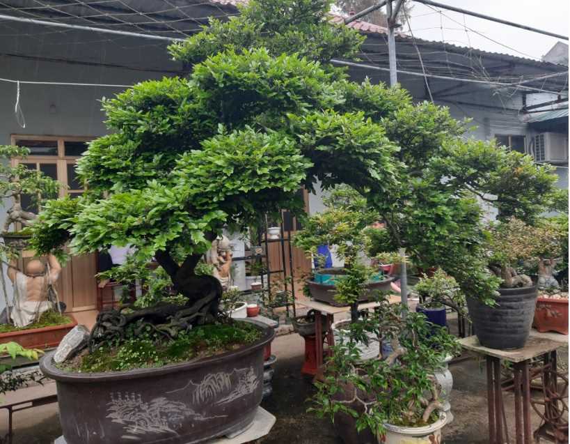 Cây tùng đen