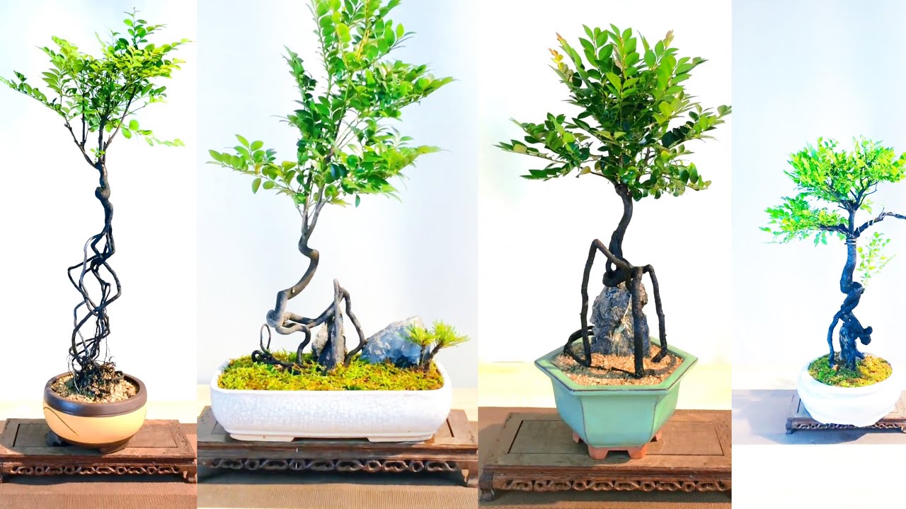 Cây tùng đen