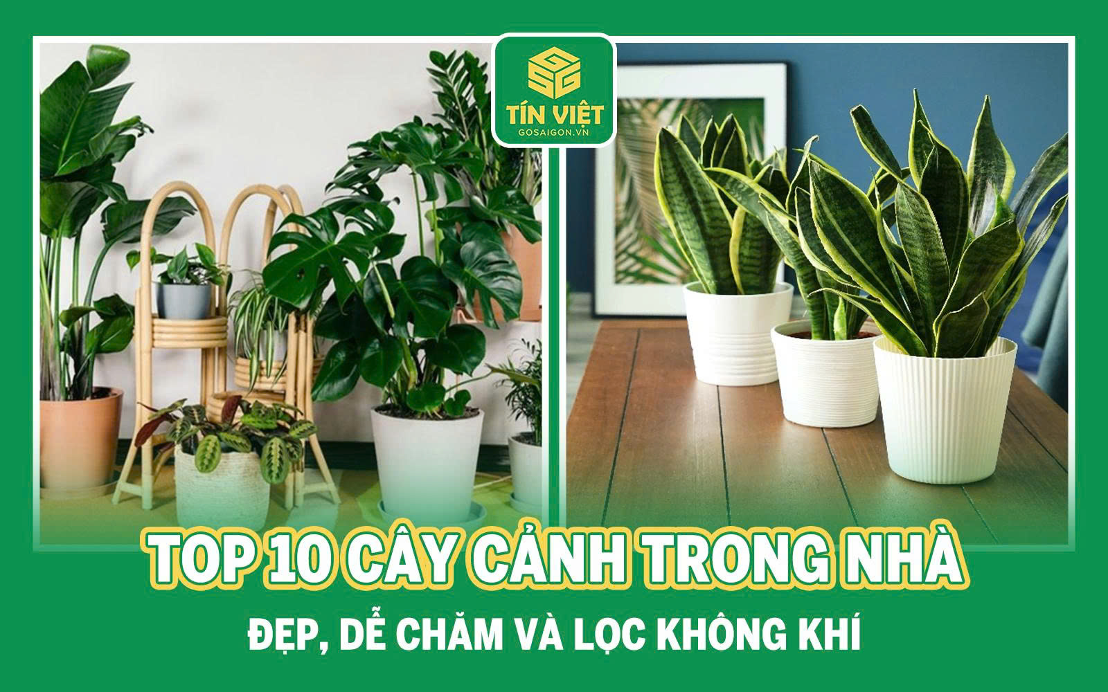 Top 10 Cây Cảnh Trong Nhà Đẹp, Dễ Chăm Và Lọc Không Khí