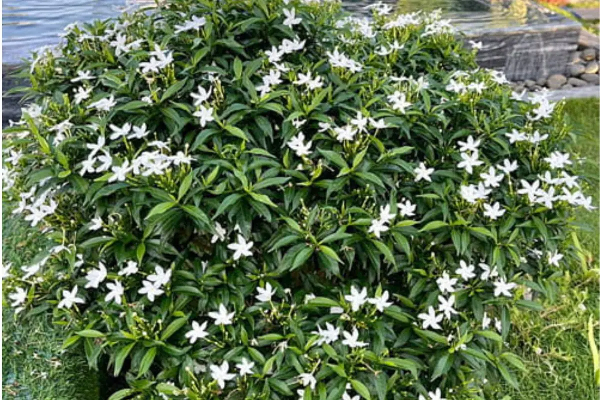 Cây Mai Vạn Phúc