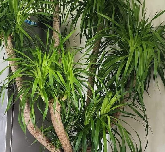 Đặc Điểm & Ý Nghĩa Cây Phát Tài Núi Trong Phong Thủy