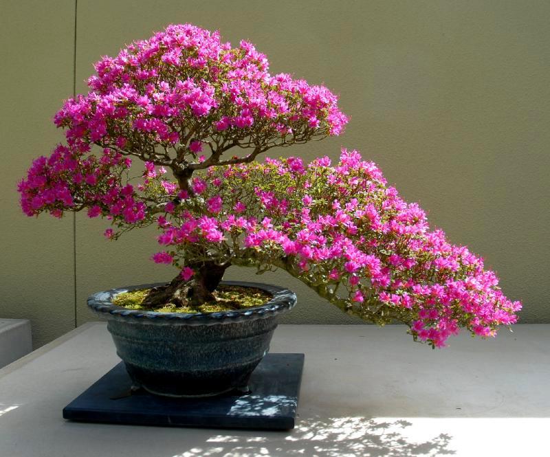 Cây Hoa Giấy Bonsai Mini