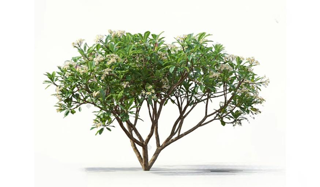 Sơ Lược Về Cây Sứ Đại