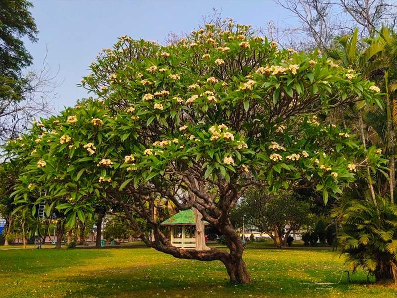 Trong thiết kế sân vườn biệt thự, sứ đại thường được trồng ở trung tâm sân