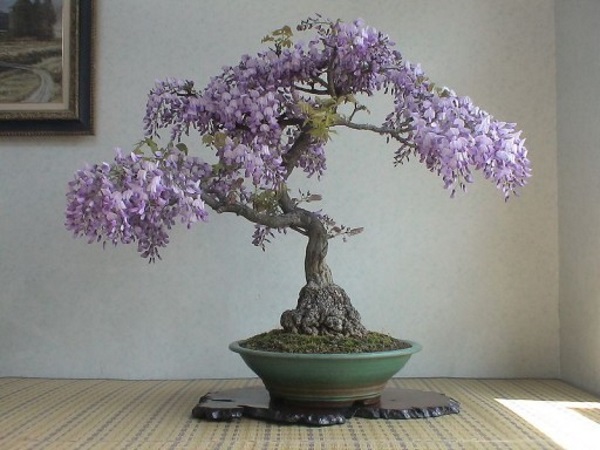 Tử Đằng Bonsai Thân Gỗ