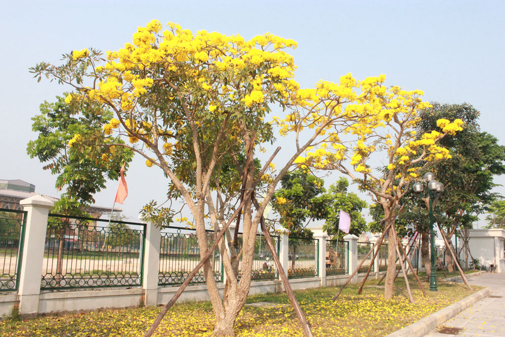 Trồng Trong Công Trình Đô Thị