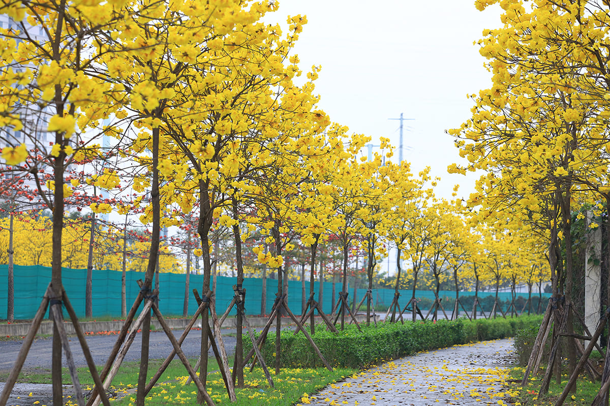 Cây chuông vàng - Cây Thân Gỗ Ra Hoa Đẹp Và Thơm