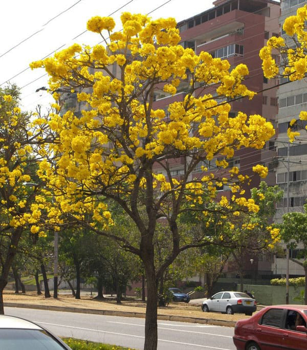 Ý Nghĩa Phong Thủy Của Cây Chuông Vàng