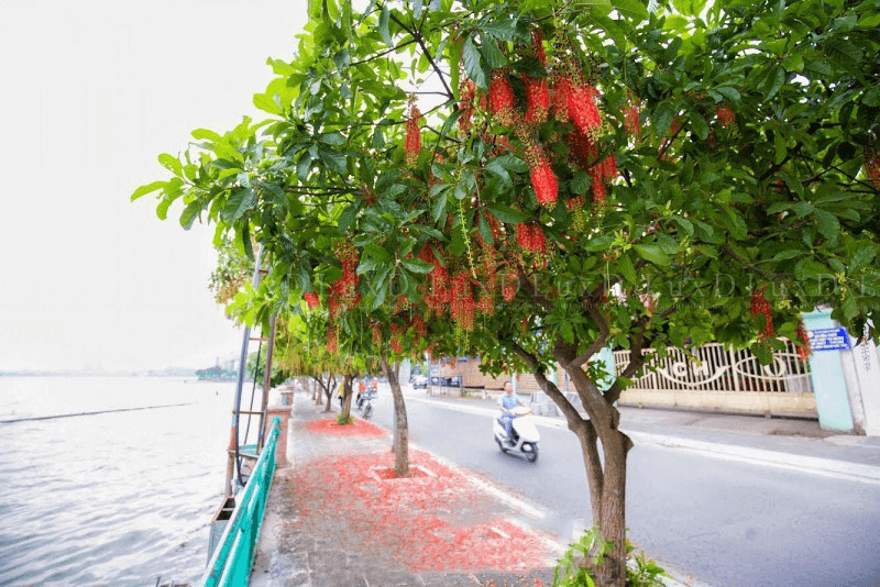 Cách Trồng Cây Lộc Vừng Chuẩn Kỹ Thuật