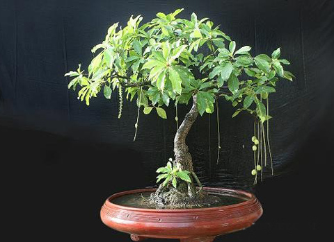Chăm Sóc Thế Nào Để Cây Lộc Vừng Ra Hoa Đẹp?