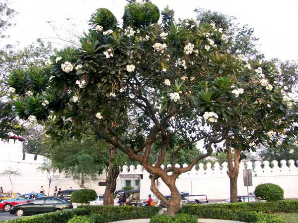 Chăm sóc cây sứ đại không hề phức tạp nếu bạn nắm vững 7 bước cơ bản