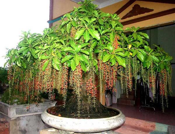Ý Nghĩa Phong Thủy Cây Lộc Vừng
