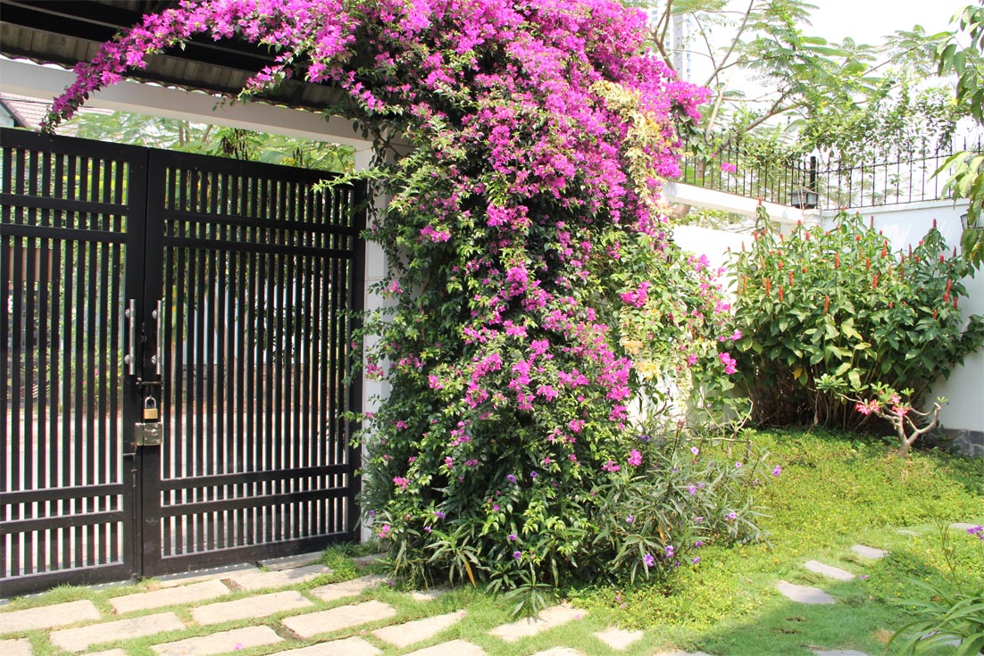 Hoa Giấy Leo Tường