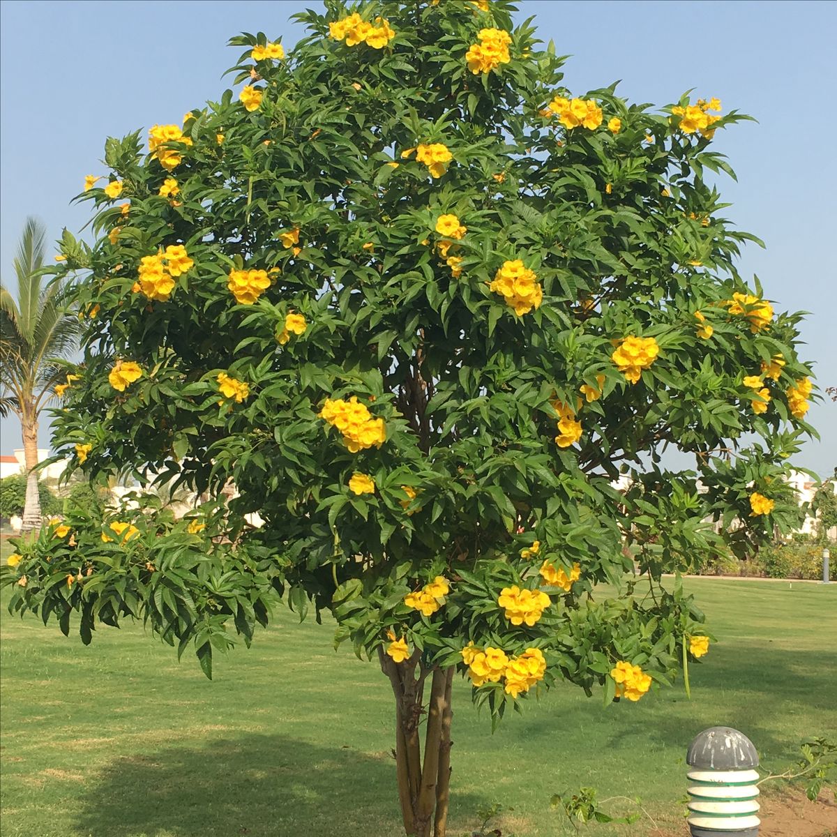 Trồng Trong Sân Vườn