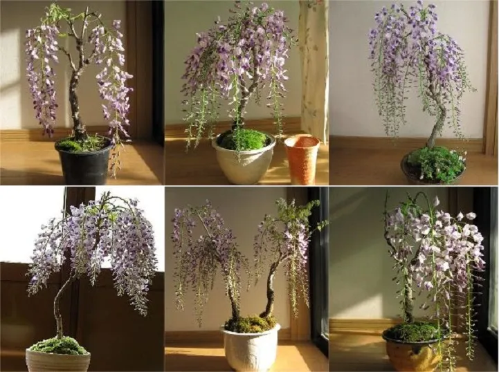 Bonsai Tử Đằng Trong Chậu