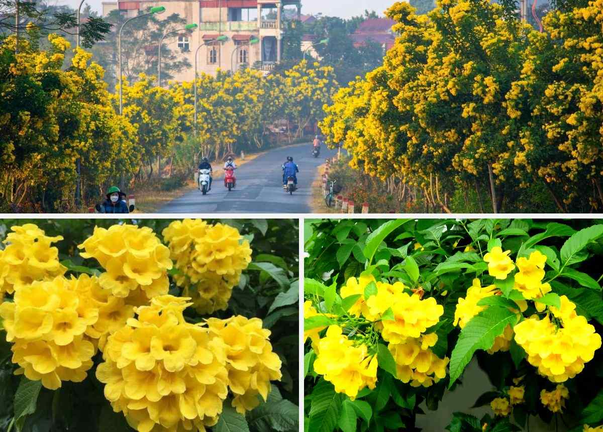 Cây chuông vàng là một trong những loài cây cảnh quan được ưa chuộng nhất hiện nay