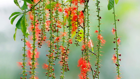 Cây Lộc Vừng Là Gì?
