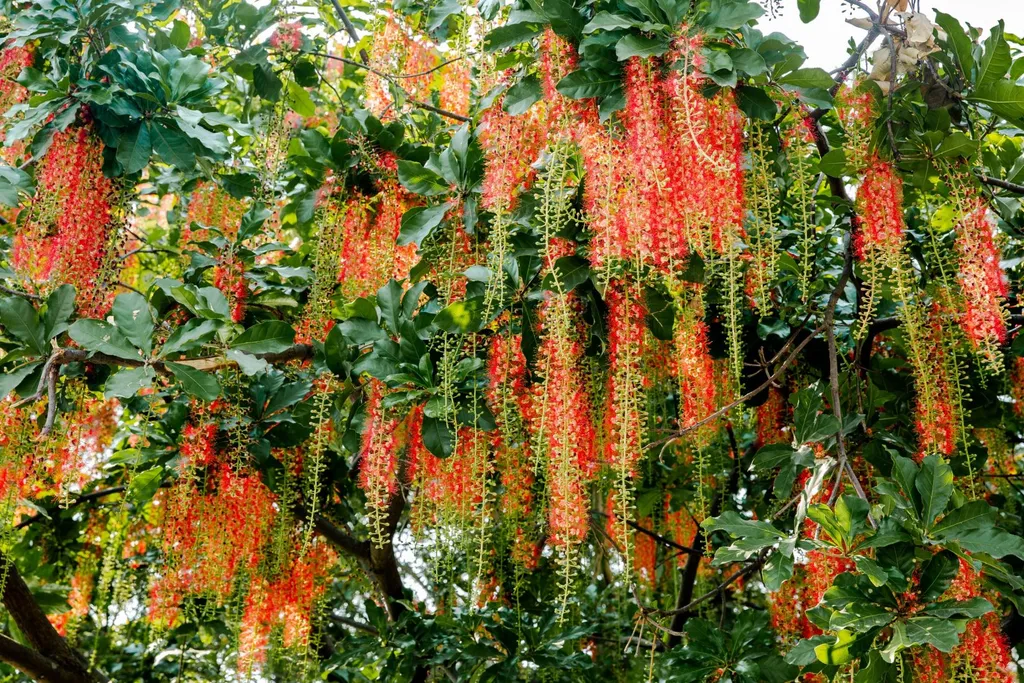 Cây lộc vừng - Cây Thân Gỗ Ra Hoa Đẹp Và Thơm