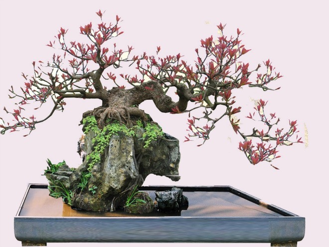 Trồng cây lộc vừng là cách hiệu quả để mang màu xanh và năng lượng tích cực vào không gian sống