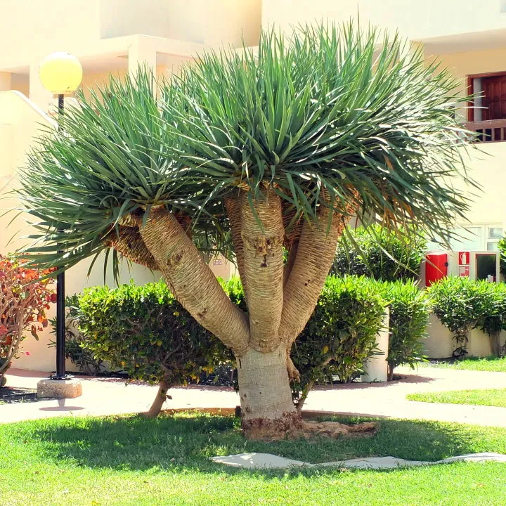 Cây phát tài núi không chỉ là một loại cây cảnh trang trí mà còn là “nguồn năng lượng xanh”