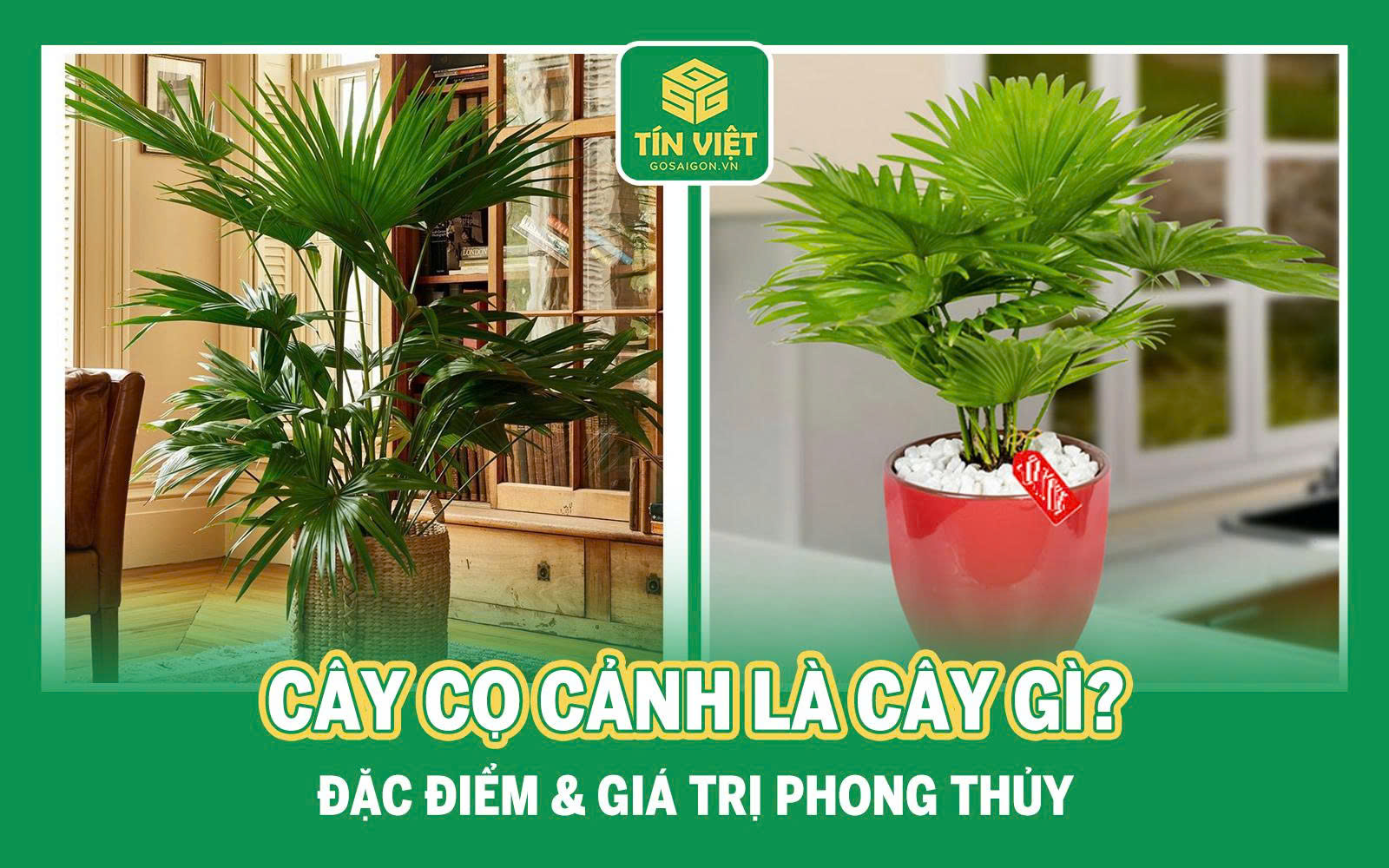 Cây cọ cảnh