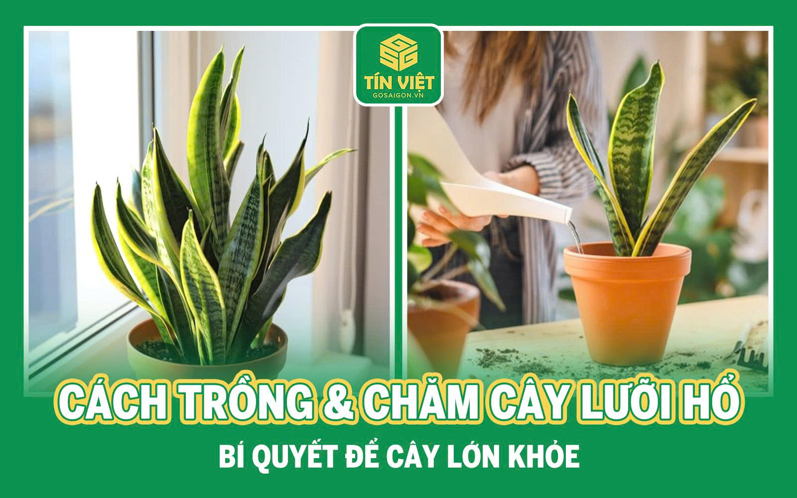 Cây lưỡi hổ