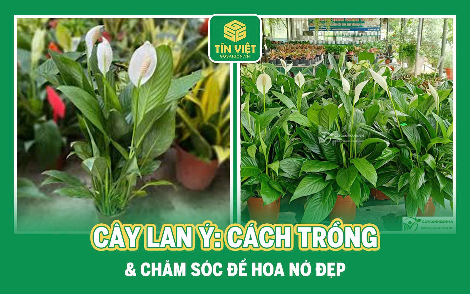 Cây lan ý