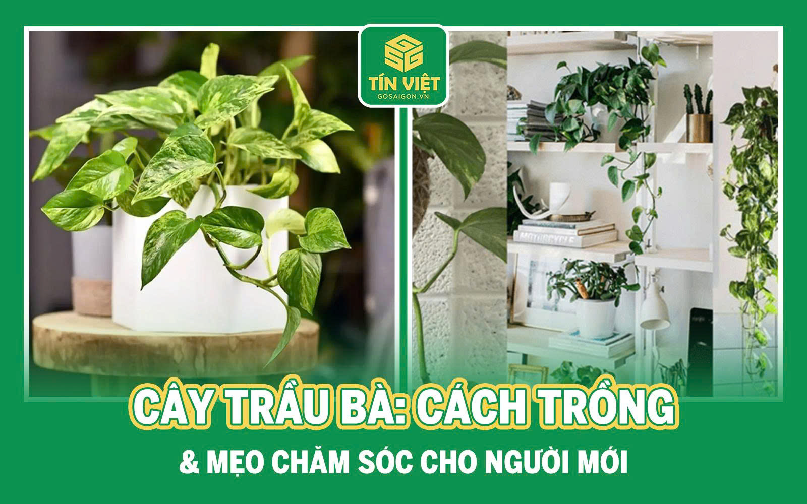 Cây trầu bà