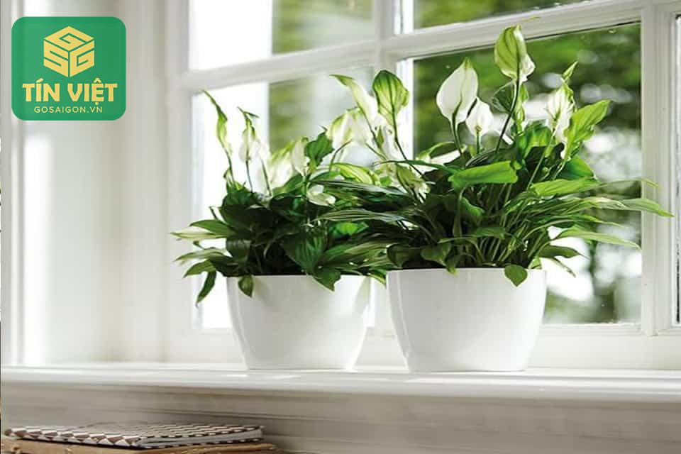 Cách Trồng Cây Lan Ý