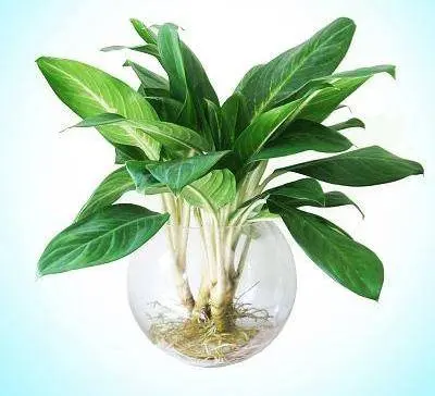 Ý Nghĩa Phong Thủy Của Cây Bạch Mã Hoàng Tử