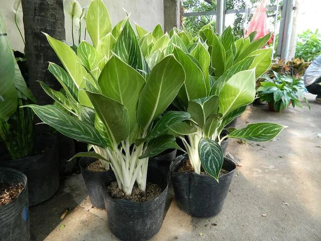 Cách Trồng Cây Bạch Mã Hoàng Tử Cho Người Mới Bắt Đầu