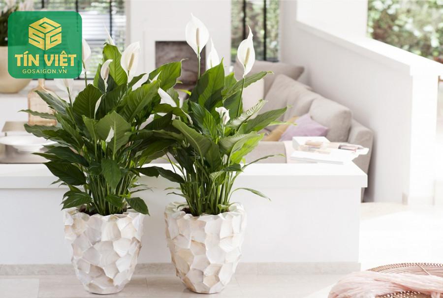 Cách chọn cây Lan Ý khỏe mạnh