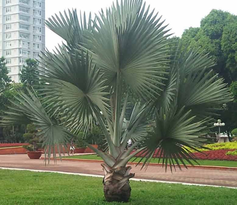 Cây cọ hợp mệnh nào, tuổi nào nên trồng?