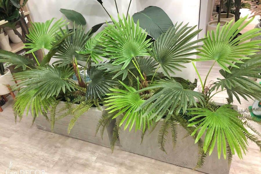Gợi Ý Trang Trí Cây Cọ Cảnh Cho Không Gian Sống Đẹp Mắt