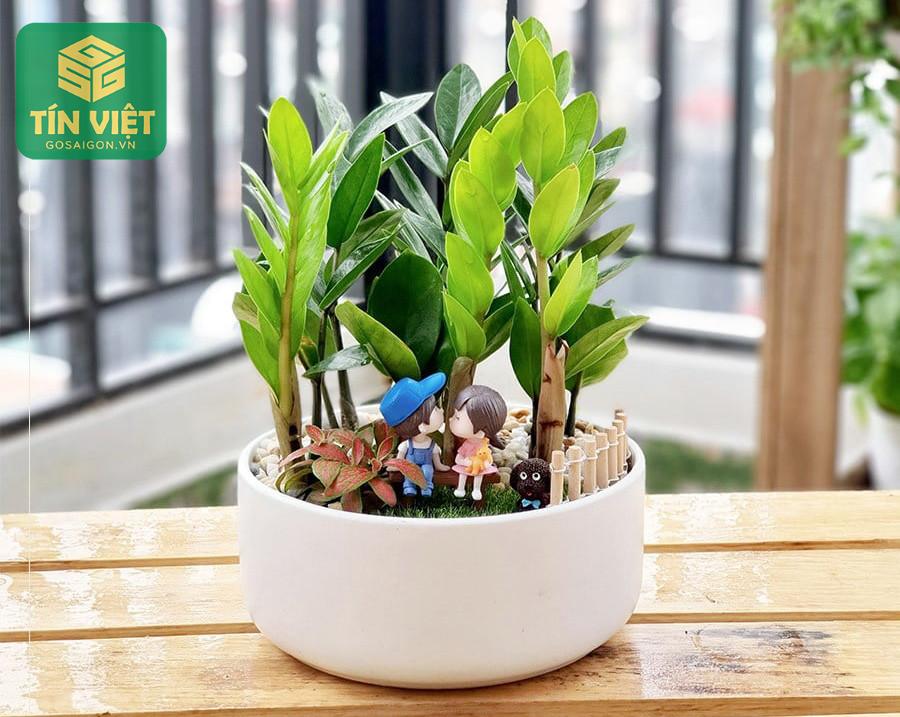 Cây Kim Tiền Là Gì?