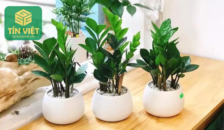Cách Chăm Sóc Cây Kim Tiền Luôn Xanh Tốt