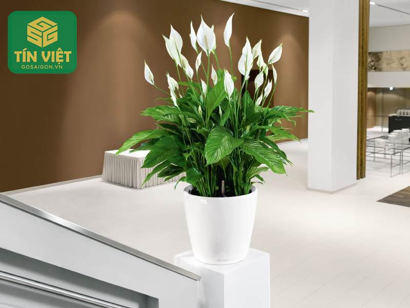 Cách Chăm Sóc Cây Lan Ý Ra Hoa Đẹp, Lá Xanh Mướt