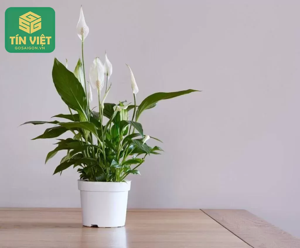 Cây Lan Ý không chỉ là loài cây cảnh mang vẻ đẹp thanh lịch mà còn là biểu tượng của sự bình an, may mắn và cân bằng trong phong thủy.