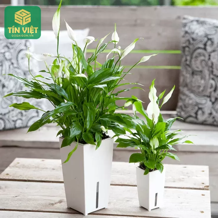 Lợi Ích Khi Trồng Cây Lan Ý Trong Nhà