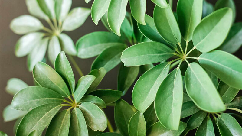 Tác Dụng Của Cây Ngũ Gia Bì Trong Đời Sống Hằng Ngày
