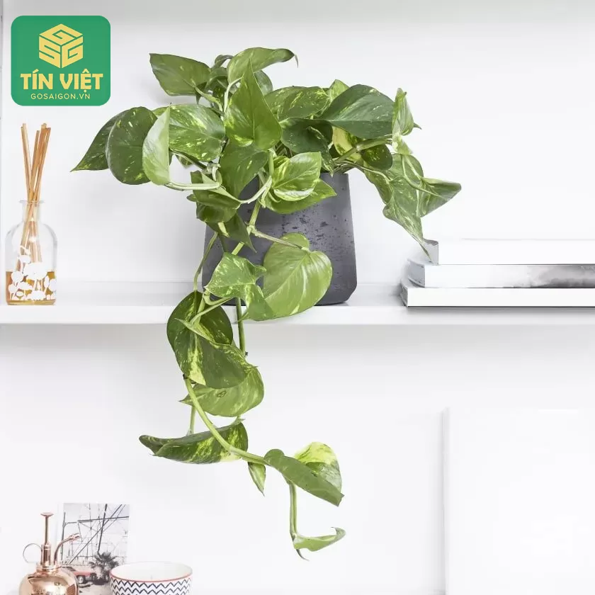 Cách trồng cây trầu bà bằng giâm cành