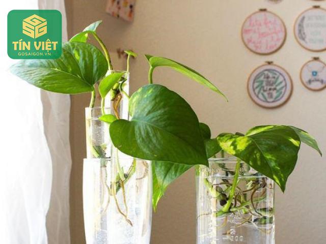Mẹo Chăm Sóc Cây Trầu Bà Xanh Tốt Quanh Năm