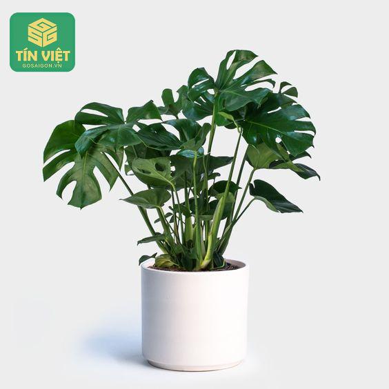 Đặc điểm nổi bật của cây trầu bà