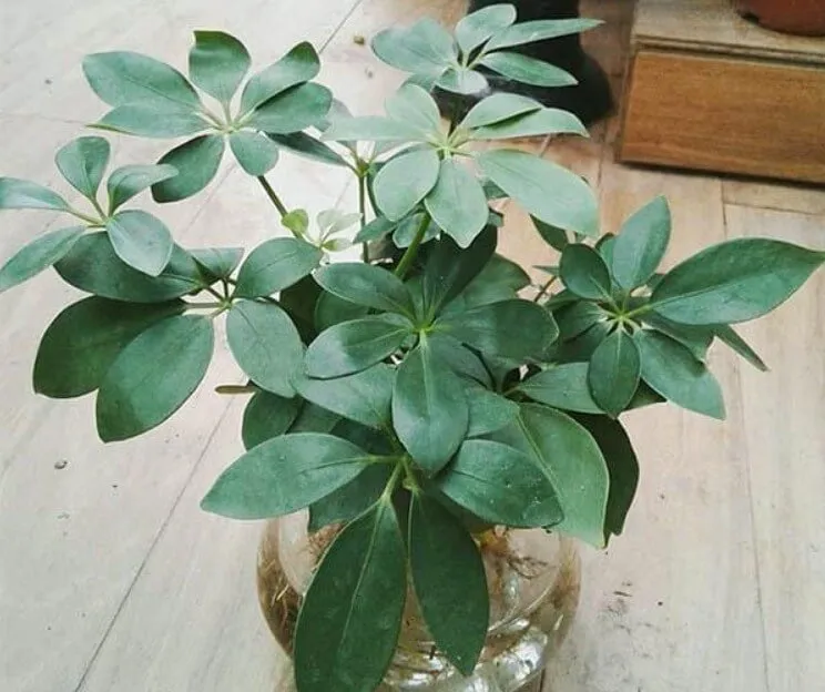 Phòng Trừ Sâu Bệnh & Rụng Lá